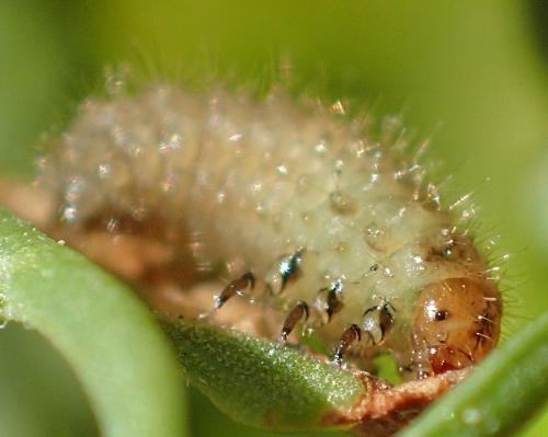 Emarhopa rufa